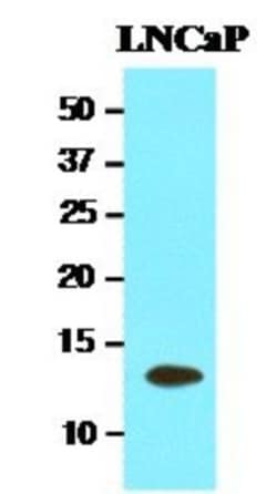 TBCA Antibody (1A5) - BSA Free, Novus Biologicals 0.1mL; Unlabeled:Antibodies,