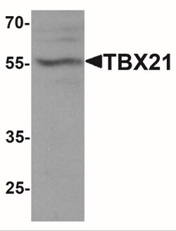 T-bet/TBX21 Antibody - BSA Free, Novus Biologicals 0.025 mg, Unlabeled:Anticorps,