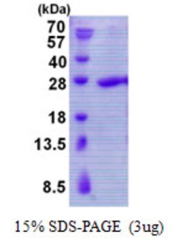 Novus Biologicals&trade;&nbsp;Recombinant Human TBP like protein TLP His Protein