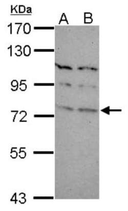 TBR1 Antibody, Novus Biologicals 0.1 mL | Buy Online | Novus Biologicals | Fisher Scientific