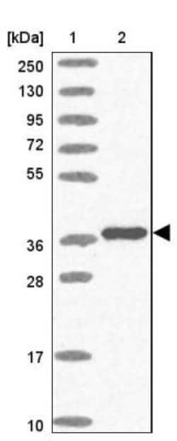 TBX10 Antibody, Novus Biologicals:Antibodies:Primary Antibodies