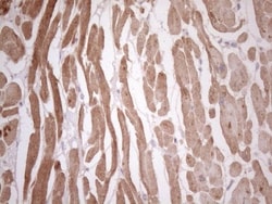TCAP Antibody (OTI11H10), Novus Biologicals 0.1mL; Unlabeled:Antibodies,