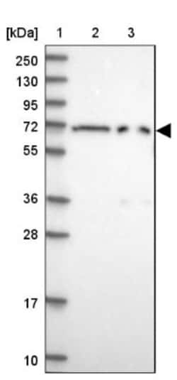 TCEB3B Antibody, Novus Biologicals:Antibodies:Primary Antibodies