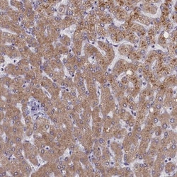 TCEB3B Antibody, Novus Biologicals:Antibodies:Primary Antibodies