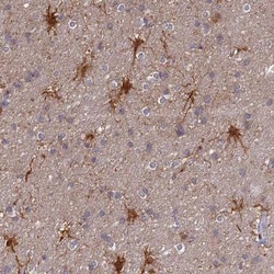 TCEB3B Antibody, Novus Biologicals 0.1mL; Unlabeled:Antibodies, Polyclonal