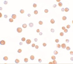TCF-12/HTF4 Antibody - BSA Free, Novus Biologicals 0.025 mg | Buy Online | Novus Biologicals | Fisher Scientific