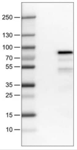 TCF-2/HNF-1 beta Antibody (CL0374), Novus Biologicals:Antibodies:Primary