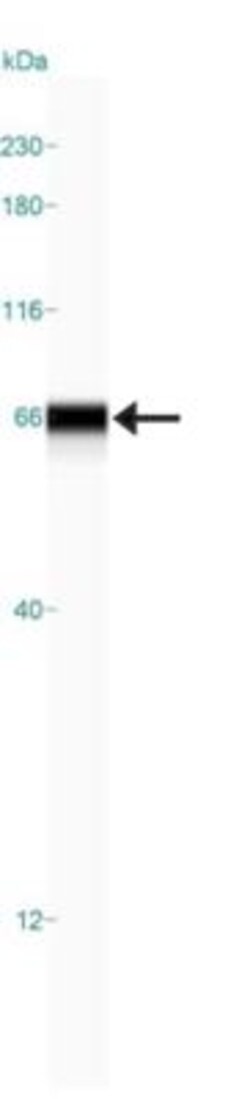 TCF-2/HNF-1 beta Antibody, Novus Biologicals:Antibodies:Primary Antibodies