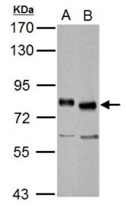 TCF-3/E2A Antibody, Novus Biologicals 0.1mL; Unlabeled:Antibodies, Polyclonal