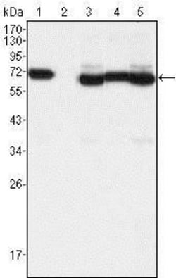 TCF-3/E2A Antibody (6B8), Novus Biologicals 0.025 mL, Unconjugated:Antibodies,