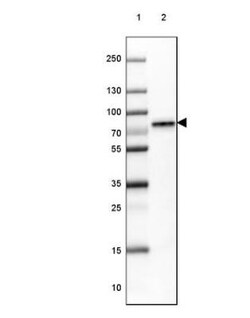 TCF-3/E2A Antibody, Novus Biologicals 0.1mL; Unlabeled:Antibodies, Polyclonal