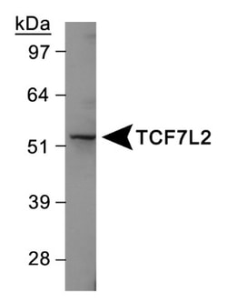TCF7L2 Antibody - BSA Free, Novus Biologicals:Antibodies:Primary Antibodies