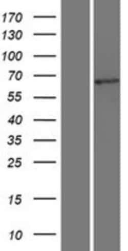 Novus Biologicals&trade;&nbsp;TCF7L2 Overexpression Lysate