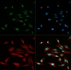 TCF7L2 Antibody - BSA Free, Novus Biologicals:Antibodies:Primary Antibodies