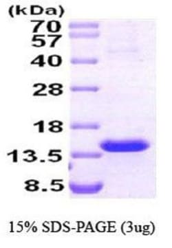 Novus Biologicals™ Recombinant Human TCL1A Protein