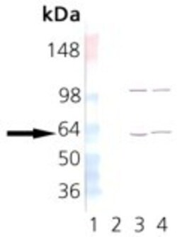 TCP1 alpha Antibody (23c), Novus Biologicals 0.1 mg; Unconjugated:Antibodies,