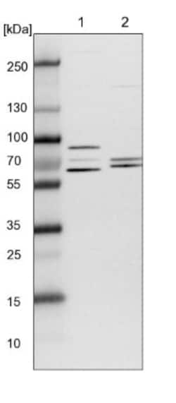 TCP1 alpha Antibody, Novus Biologicals:Antibodies:Primary Antibodies