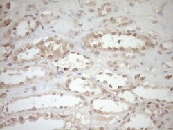TCP10 Antibody (OTI2C2), Novus Biologicals 0.1mL; Unlabeled:Antibodies,