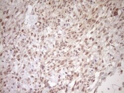 TCP10 Antibody (OTI2C2), Novus Biologicals 0.1mL; Unlabeled:Antibodies,