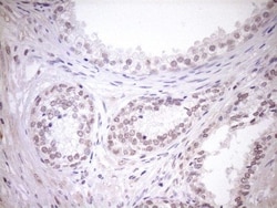 TCP10 Antibody (OTI2C2), Novus Biologicals 0.1mL; Unlabeled:Antibodies,