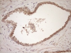 TCP10 Antibody (OTI2C2), Novus Biologicals 0.1mL; Unlabeled:Antibodies,