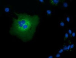 TCP11L2 Antibody (OTI2A10), Novus Biologicals 0.1mL; Unlabeled:Antibodies,
