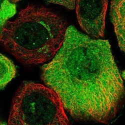 TCP1 alpha Antibody, Novus Biologicals:Antibodies:Primary Antibodies