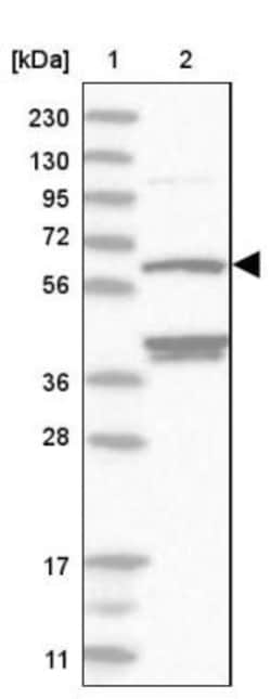 TCP1 alpha Antibody, Novus Biologicals:Antibodies:Primary Antibodies