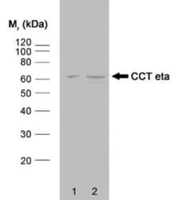 TCP1-eta Antibody (PK/16/8/a) - BSA Free, Novus Biologicals 0.05mg; Unlabeled:Antibodies,