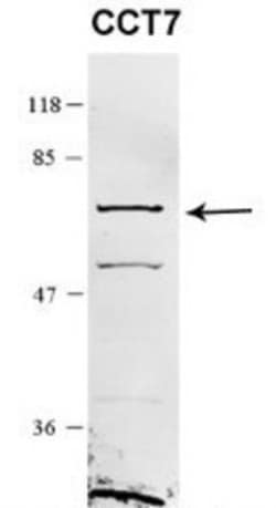 TCP1-eta Antibody, Novus Biologicals:Antibodies:Primary Antibodies