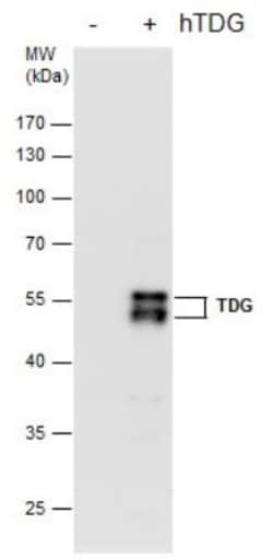 TDG Antibody (1511), Novus Biologicals 0.1mL; Unlabeled:Antibodies, Monoclonal