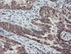 TDO2 Antibody (OTI2A4), Novus Biologicals 0.1mL; Unlabeled:Antibodies,