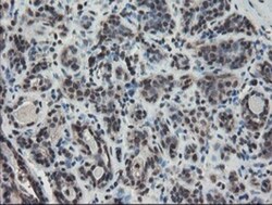TDO2 Antibody (OTI2A4), Novus Biologicals 0.1mL; Unlabeled:Antibodies,
