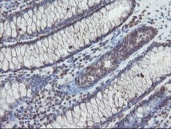 TDO2 Antibody (OTI2A4), Novus Biologicals 0.1mL; Unlabeled:Antibodies,