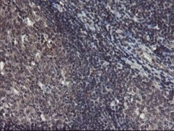 TDO2 Antibody (OTI2A4), Novus Biologicals 0.1mL; Unlabeled:Antibodies,