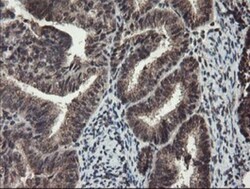 TDO2 Antibody (OTI2A4), Novus Biologicals 0.1mL; Unlabeled:Antibodies,