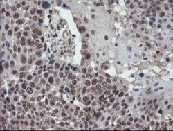 TDO2 Antibody (OTI2A4), Novus Biologicals 0.1mL; Unlabeled:Antibodies,
