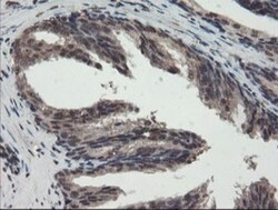TDO2 Antibody (OTI2A4), Novus Biologicals 0.1mL; Unlabeled:Antibodies,