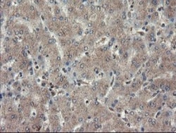 TDO2 Antibody (OTI2A4), Novus Biologicals 0.1mL; Unlabeled:Antibodies,