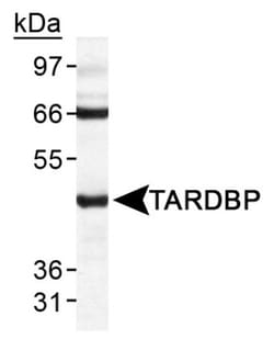 TDP-43/TARDBP Antibody - BSA Free, Novus Biologicals 0.025mL; Unlabeled:Antibodies,