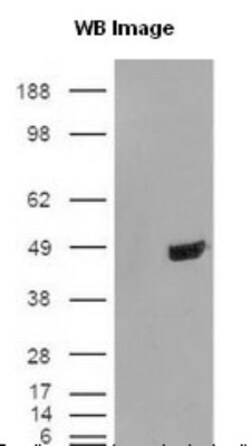 TDP-43/TARDBP Antibody - BSA Free, Novus Biologicals 0.025mL; Unlabeled:Antibodies,