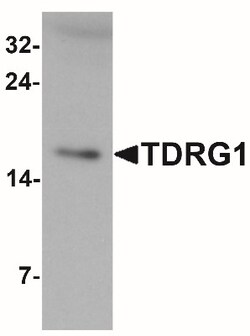 TDRG1 Antibody - BSA Free, Novus Biologicals:Antibodies:Primary Antibodies
