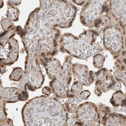 TEAD3 Antibody, Novus Biologicals 25 &mu;L; Unlabeled:Antibodies, Polyclonal