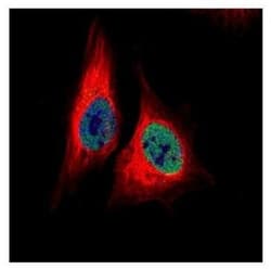 TEAD4 Antibody, Novus Biologicals 0.1mL; Unlabeled:Antibodies, Polyclonal