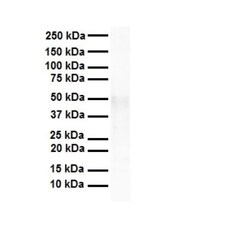 TEAD4 Antibody, Novus Biologicals:Antibodies:Primary Antibodies