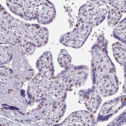 TEAD4 Antibody, Novus Biologicals 0.1mL; Unlabeled:Antibodies, Polyclonal