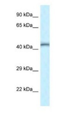 TEAD4 Antibody, Novus Biologicals:Antibodies:Primary Antibodies