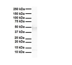 TEAD4 Antibody, Novus Biologicals:Antibodies:Primary Antibodies