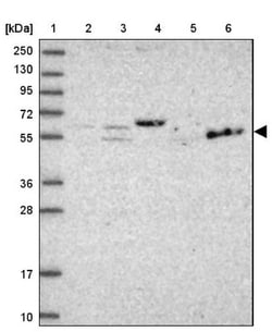 TEKT1 Antibody, Novus Biologicals:Antibodies:Primary Antibodies