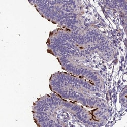 TEKT3 Antibody, Novus Biologicals 0.1mL; Unlabeled:Antibodies, Polyclonal